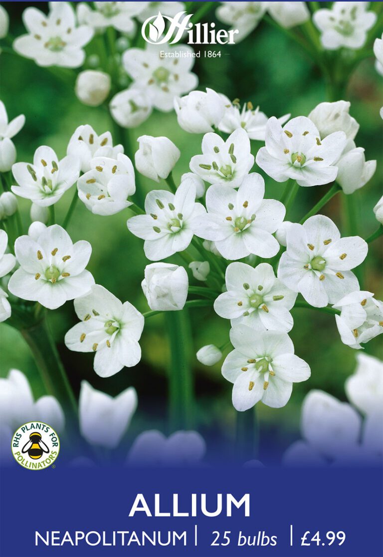 8718641970201 1 Allium Neapolitanum.jpg